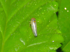 Cicadellidae