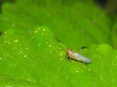 Cicadellidae