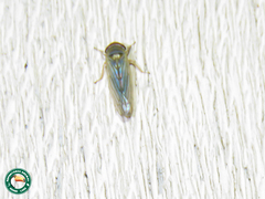 Cicadellidae