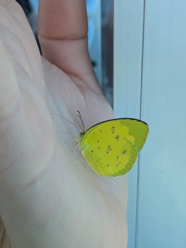 Eurema hecabe
