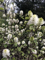 Fothergilla