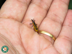 Gasteroclisus rhomboidalis