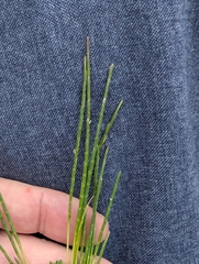 (c) Owen and Carol Fawcett., some rights reserved (CC BY) Parapholis strigosa, photograph (c) Owen and Carol Fawcett., some rights reserved (CC BY)