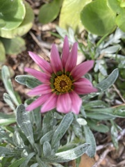 Gazania × splendens