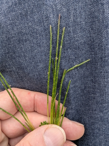 Parapholis strigosa, photograph 4