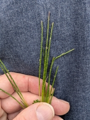 (c) Owen and Carol Fawcett., some rights reserved (CC BY) Parapholis strigosa, photograph (c) Owen and Carol Fawcett., some rights reserved (CC BY)