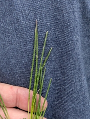 (c) Owen and Carol Fawcett., some rights reserved (CC BY) Parapholis strigosa, photograph (c) Owen and Carol Fawcett., some rights reserved (CC BY)