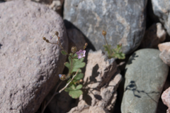 Gilia scopulorum
