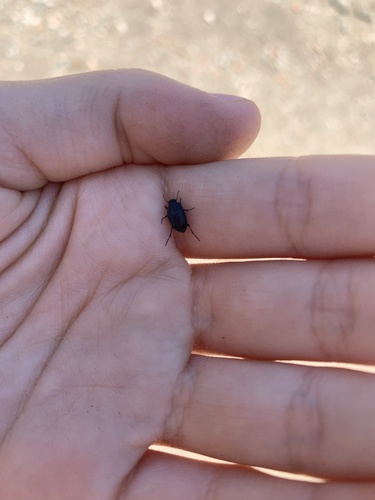 Punctate Frantic Surface Beetle