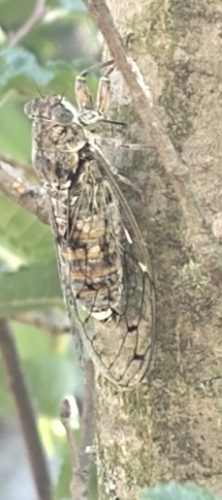 Ash Cicada