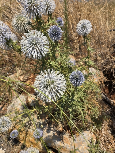 Spiny Globe-thistle