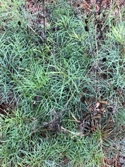 Coreopsis verticillata