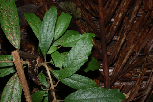 Gmelina leichhardtii, photograph 3