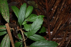 Gmelina leichhardtii, photograph (c) Greg Tasney, some rights reserved (CC BY-SA)