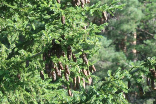 Picea × fennica, photograph 3