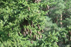 Picea × fennica, photograph (c) Константин Селивёрстов, some rights reserved (CC BY)