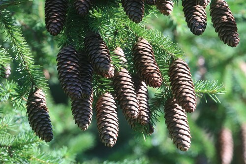 Picea × fennica, photograph 2