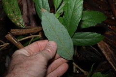 Gmelina leichhardtii, photograph (c) Greg Tasney, some rights reserved (CC BY-SA)
