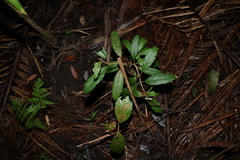 Gmelina leichhardtii, photograph (c) Greg Tasney, some rights reserved (CC BY-SA)