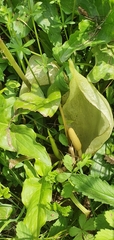 Arum italicum
