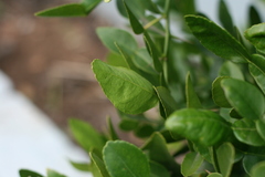 Citrus hystrix