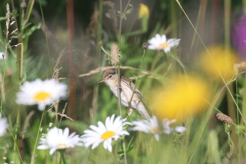 Booted Warbler (Iduna caligata), photo 8