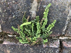 Asplenium trichomanes