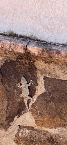 Moorish Gecko