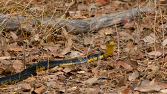 Naja savannula