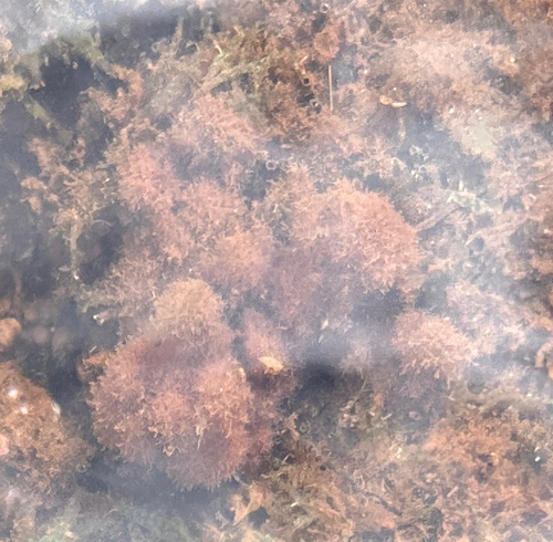 Asparagopsis taxiformis observed 2026-06-04