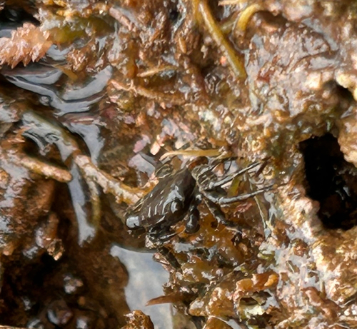 Pachygrapsus planifrons, 2026-06-04