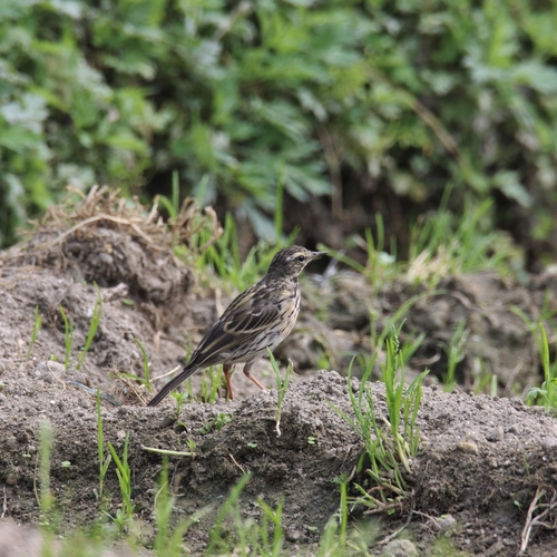 iNaturalist image