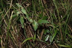 (c) Greg Tasney, some rights reserved (CC BY-SA) Desmodium uncinatum, photograph (c) Greg Tasney, some rights reserved (CC BY-SA)