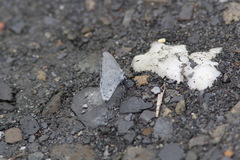 Celastrina lavendularis himilcon