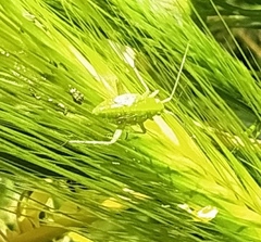 Closterotomus norwegicus