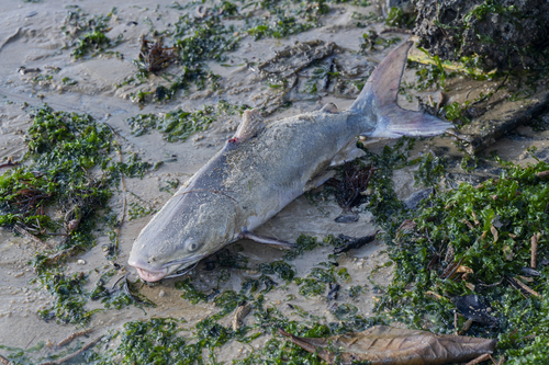 Bronze catfish (Plicofollis nella) — Ariidae — 2