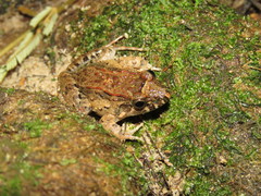 Leptodactylus colombiensis