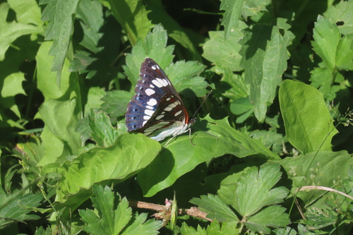 Southern White Admiral