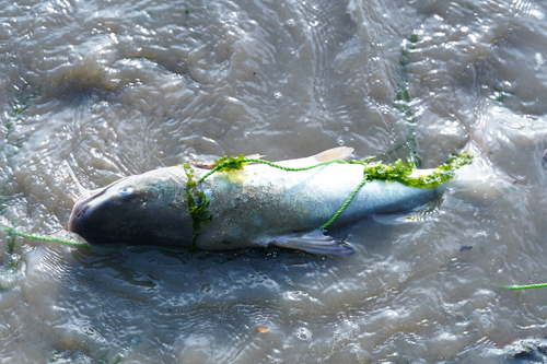 Bronze catfish (Plicofollis nella) — Ariidae — 3