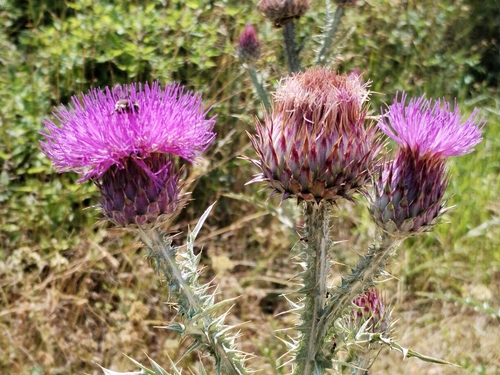 Onopordum illyricum, photograph 2