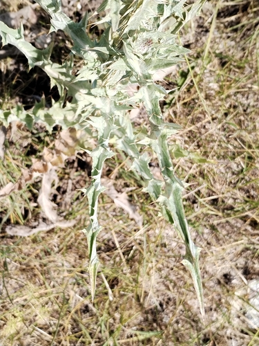 Onopordum illyricum, photograph 3