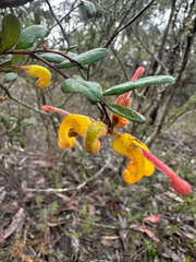 Grevillea chrysophaea, photograph (c) Peter Neish, some rights reserved (CC BY)