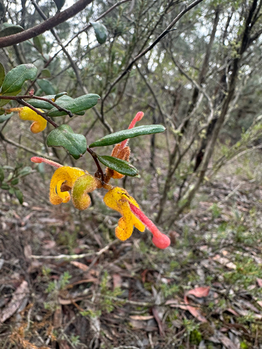 Grevillea chrysophaea, photograph 5