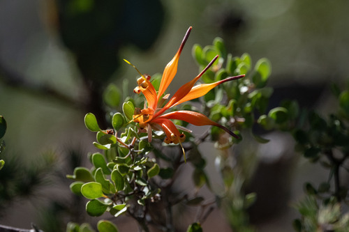 Lambertia inermis, photograph 2