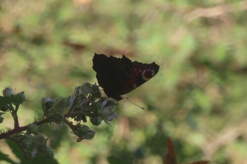 European Peacock Butterfly