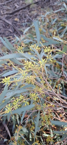 Eucalyptus robertsonii observed 2026-07-05