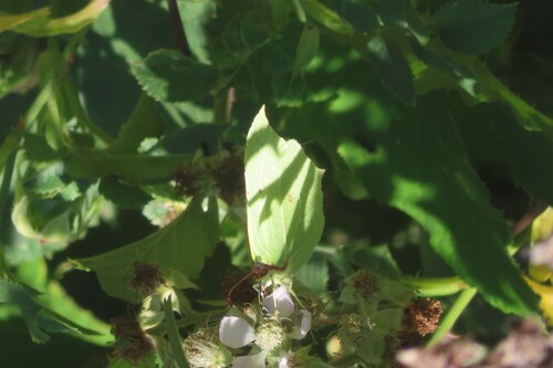 Common Brimstone