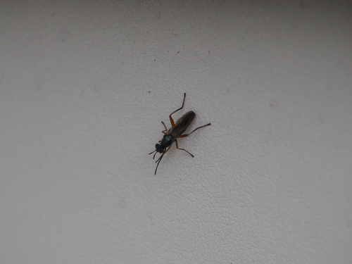 Sepedon aenescens, 2026-07-05