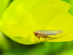 Cicadellidae