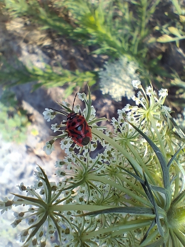 red cabbage bug